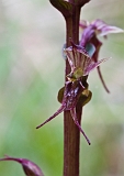 Acianthus pusillus Small Mosquito Orchid